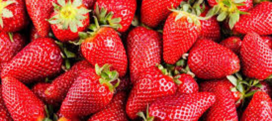 Bệnh viêm gan A bùng phát ở 6 tiểu bang có liên quan đến trái strawberries