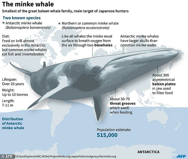 Whale перевод животное